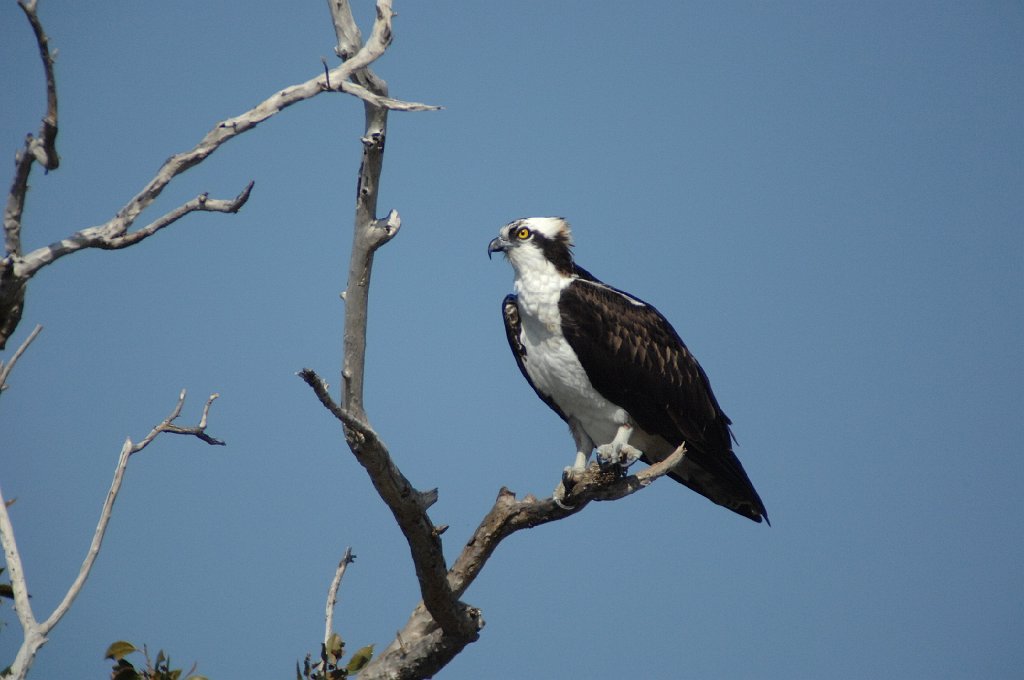 Osprey, 2010-01186683 Everglades NP, FL.JPG - Osprey. Everglades National Park, FL, 1-18-2010